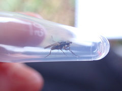 Pherbellia cinerella