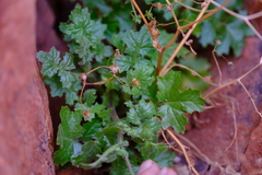 Cineraria alchemilloides