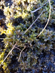 Sphagnum denticulatum