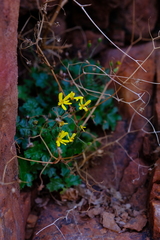 Cineraria alchemilloides