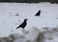 Corvus frugilegus