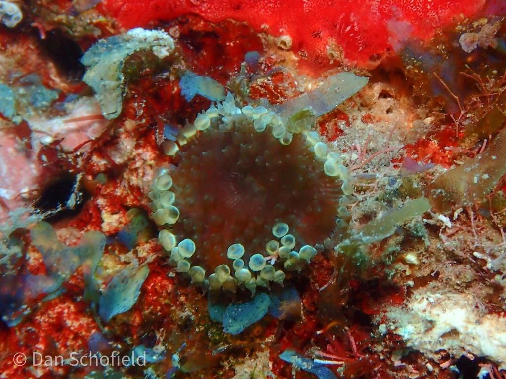 Bahia Lightbulb Anemone