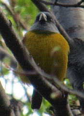 Phrygilus