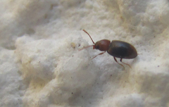 Coleoptera