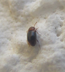 Coleoptera