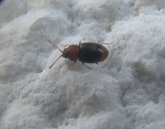 Coleoptera