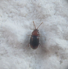 Coleoptera