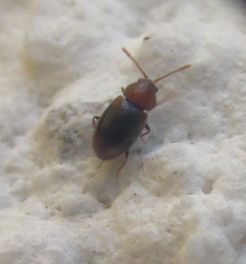 Coleoptera