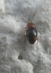 Coleoptera