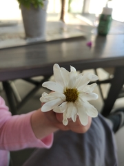 Chrysanthemum morifolium