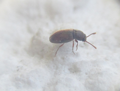 Coleoptera