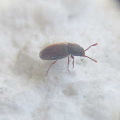 Coleoptera