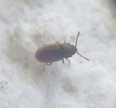 Coleoptera