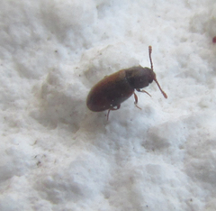 Coleoptera