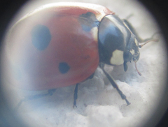Coccinella septempunctata