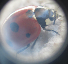 Coccinella septempunctata