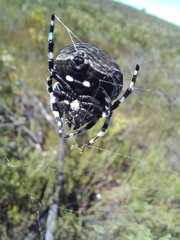 Caerostris corticosa
