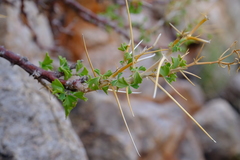 Pelargonium spinosum