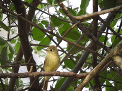 Empidonax difficilis