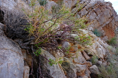 Pelargonium spinosum