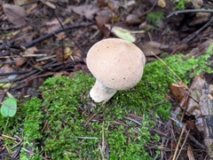 Lycoperdon molle
