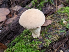 Lycoperdon molle