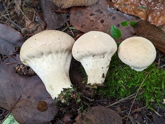 Lycoperdon molle
