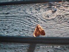 Dichagyris signifera