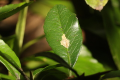 Phyllonorycter leucographella