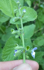 Salvia ovalifolia