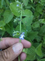 Salvia ovalifolia