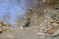 Crithagra leucoptera