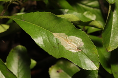 Phyllonorycter leucographella