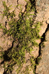 Cryphaea heteromalla