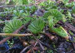 Gunnera magellanica
