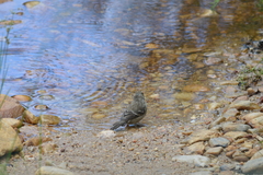 Crithagra leucoptera