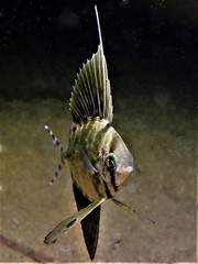 Metavelifer multiradiatus