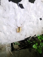 Thereuopoda clunifera