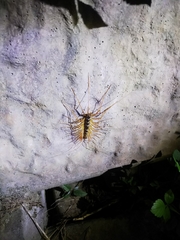 Thereuopoda clunifera