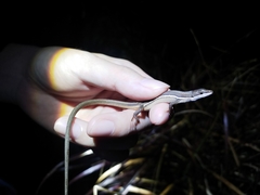 Takydromus formosanus