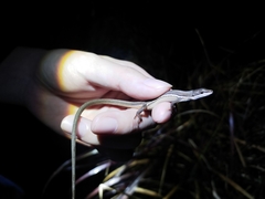 Takydromus formosanus