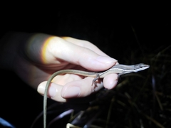 Takydromus formosanus