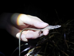 Takydromus formosanus