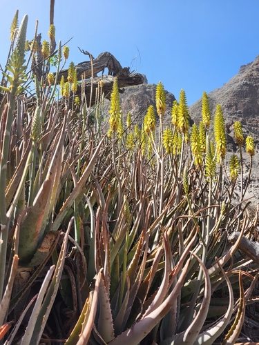 Aloe vera