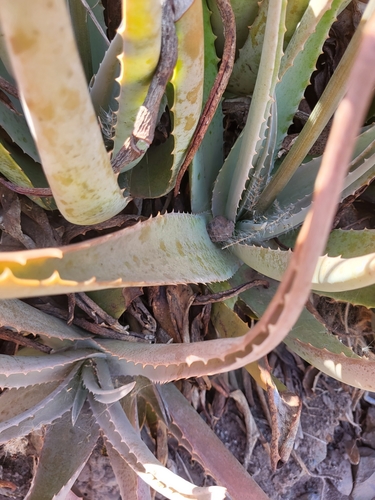 Aloe vera