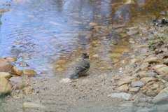 Crithagra leucoptera