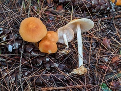 Marasmius strictipes