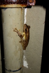 Polypedates cruciger