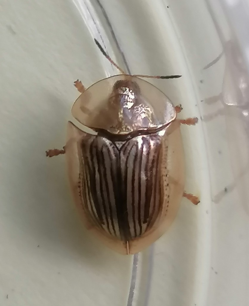 Aspidomorpha strigosa