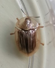 Aspidimorpha strigosa